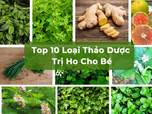 Top 10 Loại Thảo Dược Trị Ho Cho Bé Tự Nhiên An Toàn