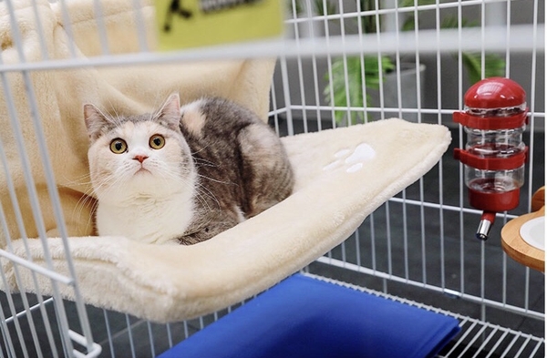 Giường Nệm Treo Cat Radiator Bed 30x46cm MoAnPetShop.com