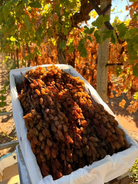 Nho khô nguyên cành ÚC