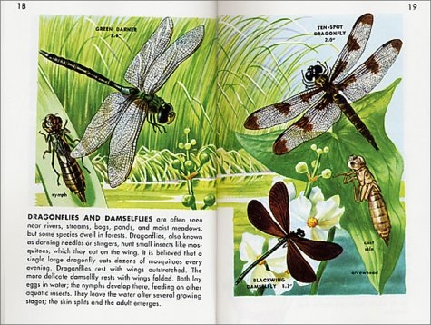 Insects (A Golden Guide) Gác Xép Bookstore