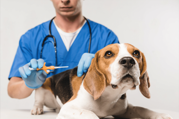 Gắn Microchip cho chó | nanavet.com