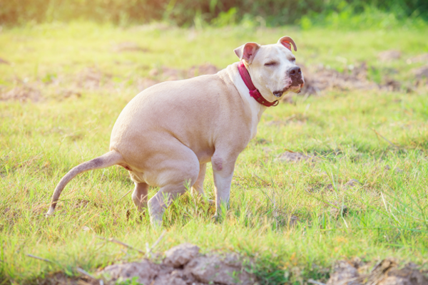 Bệnh cầu trùng ở chó ( Canine Coccidiosis ) | Hanoi Petcare - Chien Vet