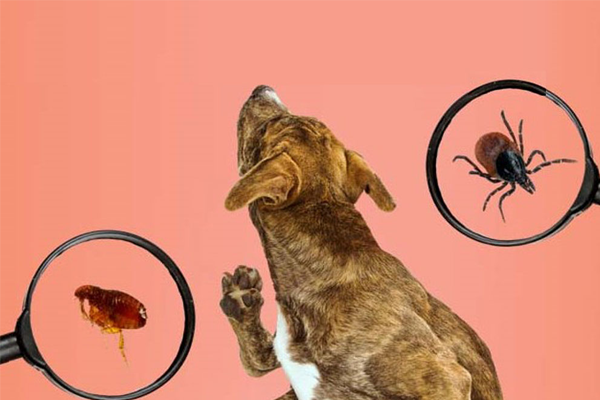 Các loại thuốc trị ve, bọ chét tốt nhất hiện nay | nanavet.com