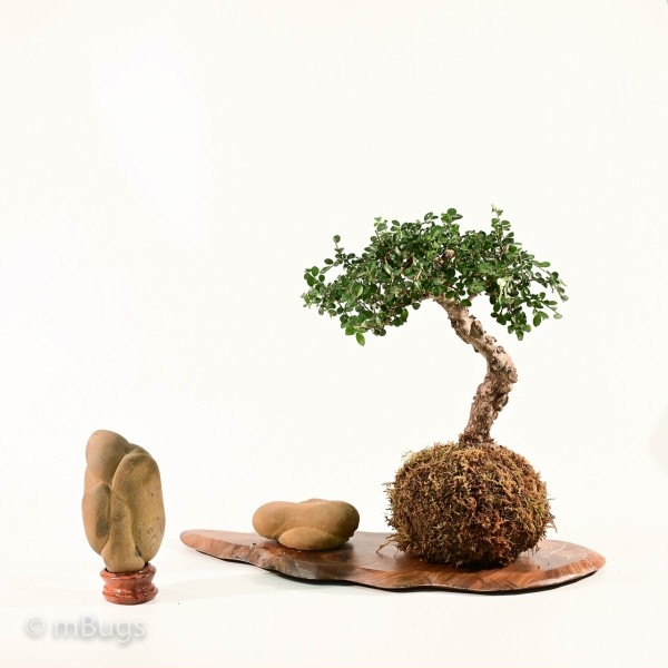 TIỂU CẢNH THIỀN MN0814