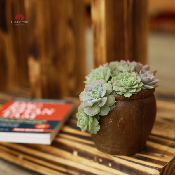 TIỂU CẢNH THIỀN MN0824