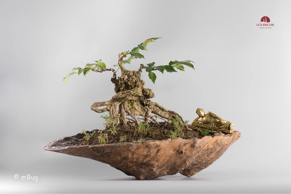 Tiểu Cảnh Thiền MN0191