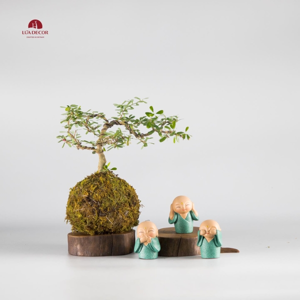 CÂY NGỌC RÊU KOKEDAMA 001