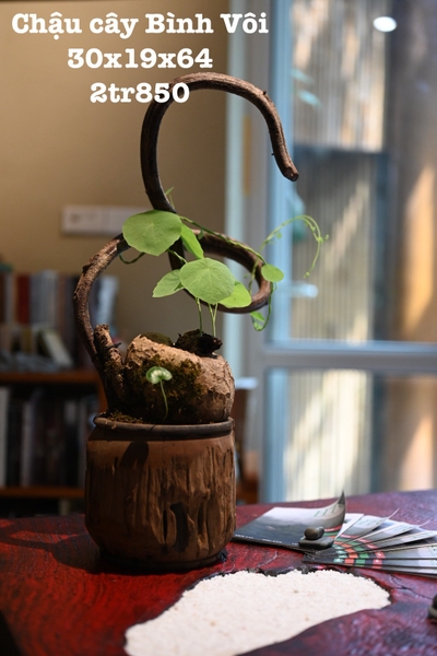 Chậu lũa cây bình vôi