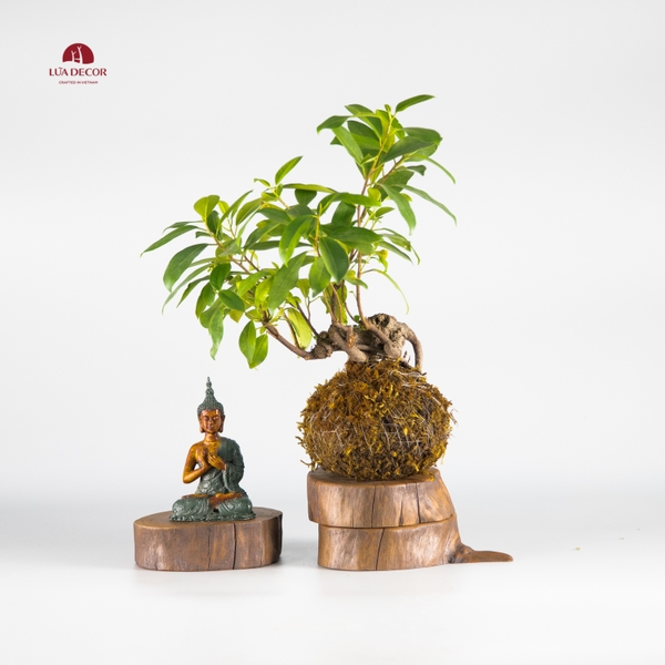 CÂY NGỌC RÊU KOKEDAMA CNR004