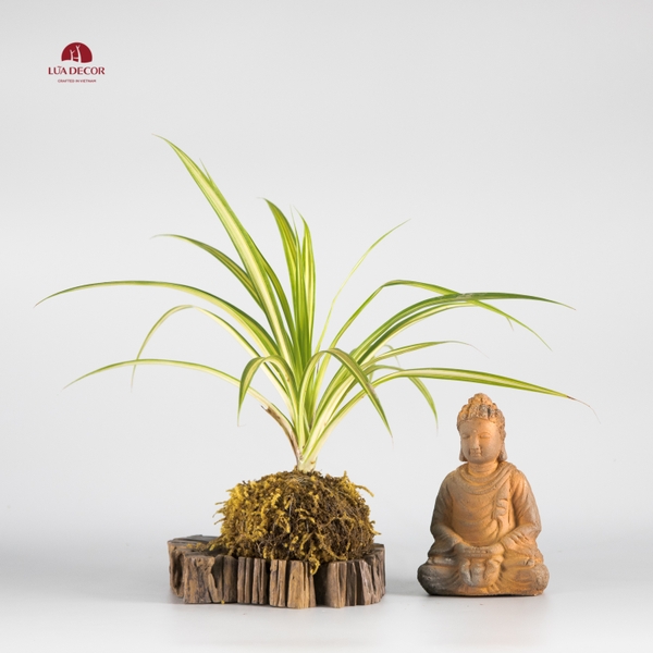 CÂY NGỌC RÊU KOKEDAMA CNR008