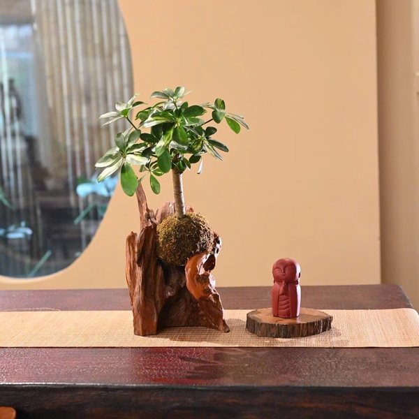 TIỂU CẢNH TCNA0037