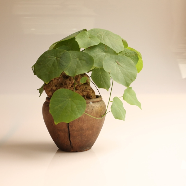 TIỂU CẢNH LŨA CỦ BÌNH VÔI BV 009