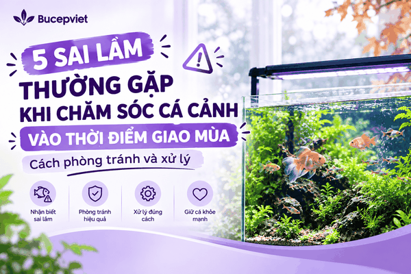 5 sai lầm thường gặp  khi chăm sóc cá cảnh vào thời điểm giao mùa: Cách phòng tránh và xử lý