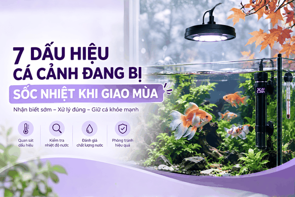 Cá cảnh bị sốc nhiệt khi giao mùa: 7 dấu hiệu nhận biết và cách xử lý