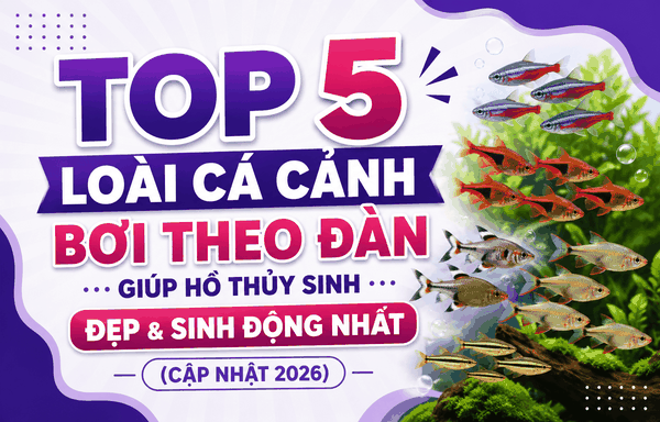 Top 5 loài cá cảnh bơi theo đàn giúp hồ thủy sinh đẹp và sinh động nhất (Cập nhật 2026)