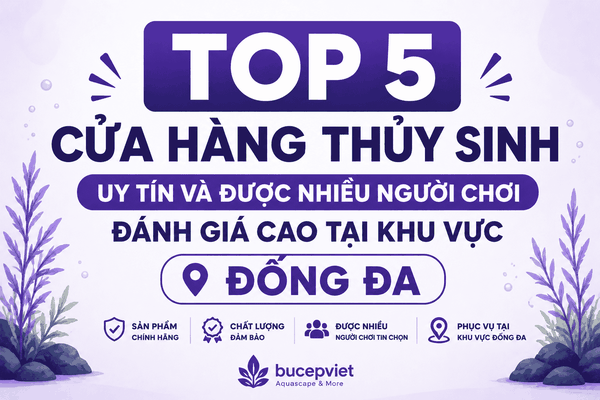 Top 5 cửa hàng thủy sinh uy tín và được nhiều người chơi đánh giá cao tại khu vực Đống Đa