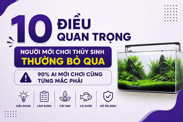 10 Điều Quan Trọng Người Mới Chơi Thủy Sinh Thường Bỏ Qua (90% Ai Mới Chơi Cũng Từng Mắc Phải)