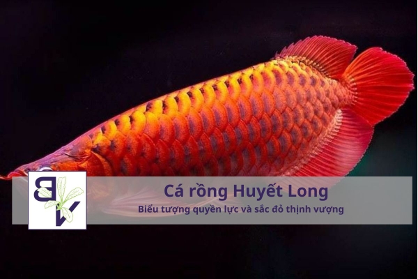 Cá rồng Huyết Long (Super Red Arowana) – Biểu tượng quyền lực và sắc đỏ thịnh vượng