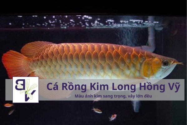 Cá rồng Kim Long Hồng Vỹ (Asian Arowana) – Biểu tượng vàng của thịnh vượng và đẳng cấp