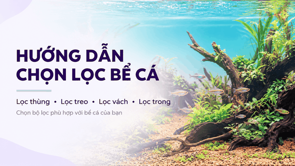 Hướng dẫn chọn lọc bể cá: Lọc thùng, lọc treo, lọc vách hay lọc trong? Cách chọn bộ lọc phù hợp với bể cá của bạn
