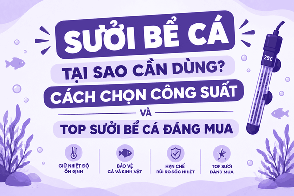 Sưởi bể cá: Tại sao cần dùng, cách chọn công suất và Top sưởi bể cá đáng mua