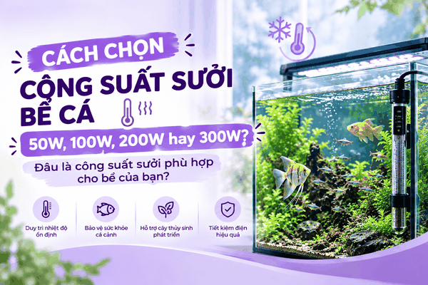 Cách chọn công suất sưởi bể cá: 50W, 100W, 200W hay 300W? Đâu là công suất sưởi phù hợp cho bể của bạn?