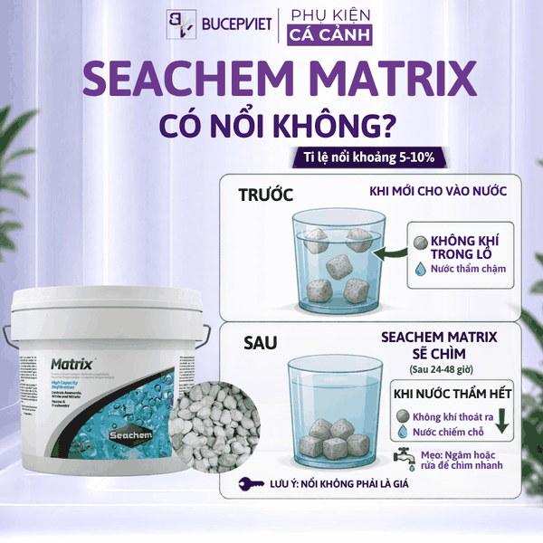 Đá seachem matrix nổi trên mặt nước là hàng giả? Sự thật nhiều người hiểu nhầm