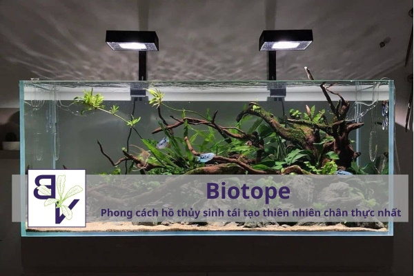 Biotope – Phong cách hồ thủy sinh tái tạo thiên nhiên chân thực nhất