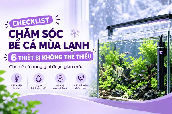 Checklist chăm sóc bể cá mùa lạnh: 6 thiết bị không thể thiếu cho bể cá trong giai đoạn giao mùa