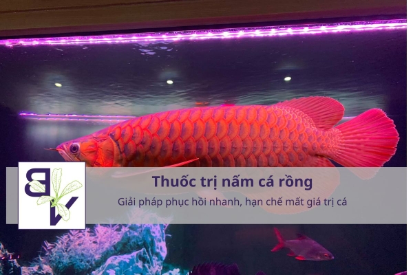 Thuốc trị nấm cá rồng: Giải pháp phục hồi nhanh, hạn chế mất giá trị cá