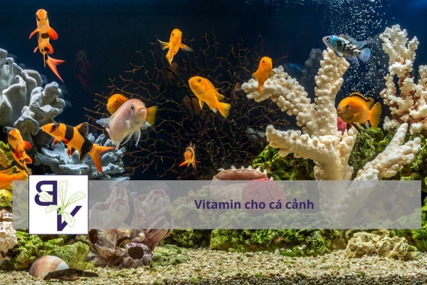 Top 7 Loại Vitamin Tốt Nhất Cho Cá Cảnh, Cá Rồng, Cá Koi – Cách Bổ Sung Chuẩn Nhất