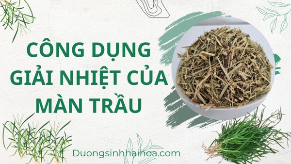 CÔNG DỤNG GIẢI NHIỆT CỦA MÀN TRẦU