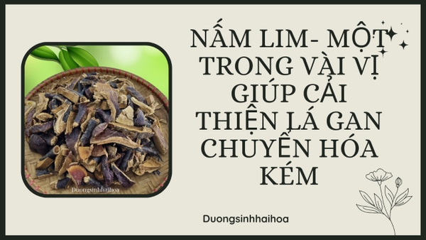 NẤM LIM -  MỘT TRONG VÀI VỊ GIÚP CẢI THIỆN LÁ GAN CHUYỂN HOÁ KÉM