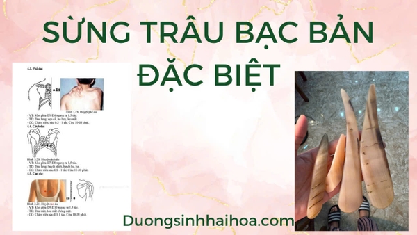 SỪNG TRÂU BẠC BẢN ĐẶC BIỆT !