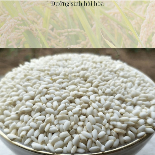 GẠO NẾP CÁI HOA VÀNG XÁT TRẮNG 5KG