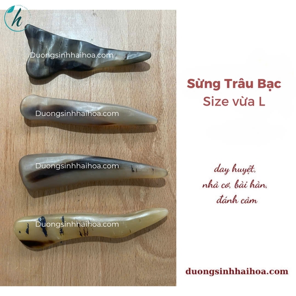 SỪNG TRÂU BẠC SIZE TO ( L ) 10-12CM