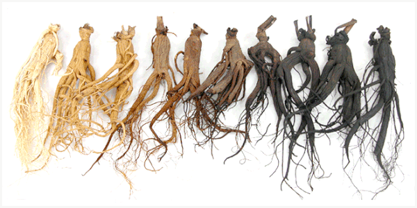 So sánh Hồng Sâm và Hắc Sâm - Loại nào tốt hơn? Cosmocare