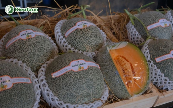 Dưa lưới đang trở thành lựa chọn phổ biến.