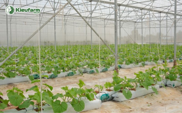 Nhờ công nghệ nhà màng, trồng dưa lưới không còn phụ thuộc hoàn toàn tự nhiên.