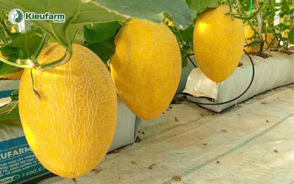 Dưa lưới trồng nhà màng cho năng suất cao.