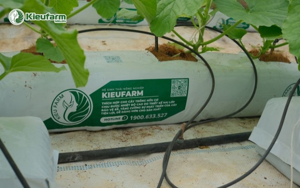 Kieufarm cung cấp giải pháp toàn diện cho cây dưa lưới.