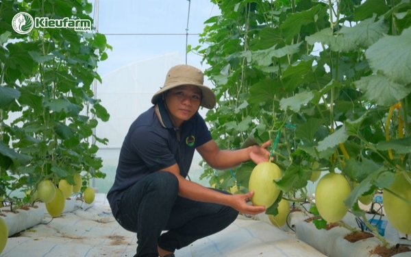 Bắt đầu trồng dưa lưới cần chuẩn bị những gì?