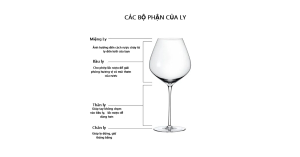 Cấu trúc của một chiếc ly rượu vang