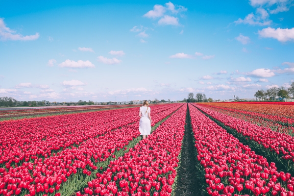 Du lịch Pháp - Bỉ - Hà Lan [Hội Hoa Tulip Keukenhof]