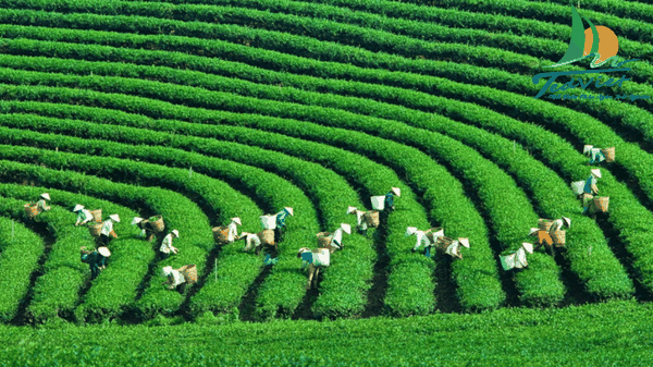 MỘC CHÂU - MÙA HỒNG CHÍN