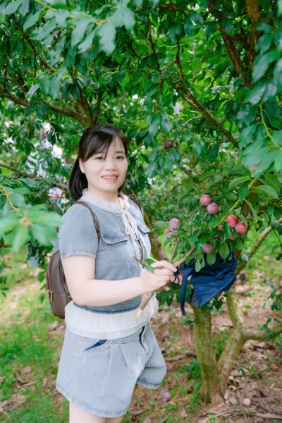 TOUR DU LỊCH MỘC CHÂU 2N1Đ TỪ HÀ NỘI GIÁ RẺ