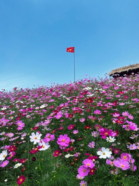 TOUR DU LỊCH MỘC CHÂU MÙA HOA SAO NHÁI 2 NGÀY 1 ĐÊM