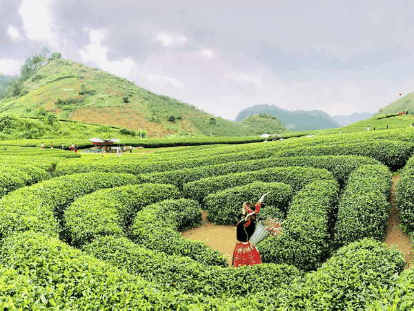TOUR DU LỊCH MỘC CHÂU 2 NGÀY 1 ĐÊM TỪ HÀ NỘI GIÁ RẺ HẤP DẪN