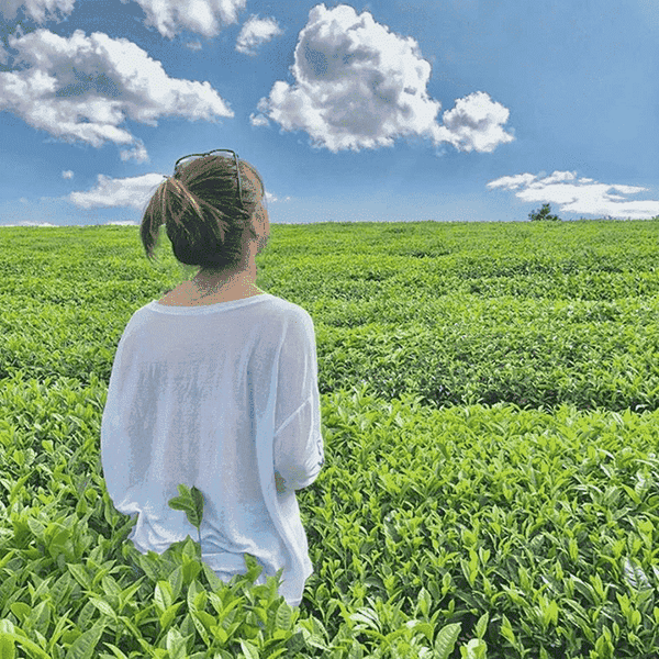 TOUR DU LỊCH MỘC CHÂU 2 NGÀY 1 ĐÊM TỪ HÀ NỘI GIÁ RẺ HẤP DẪN