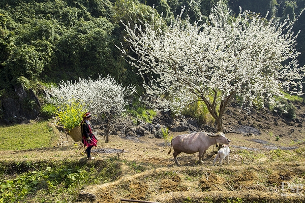 HÀ GIANG - CAO NGUYÊN ĐÁ HÙNG VĨ